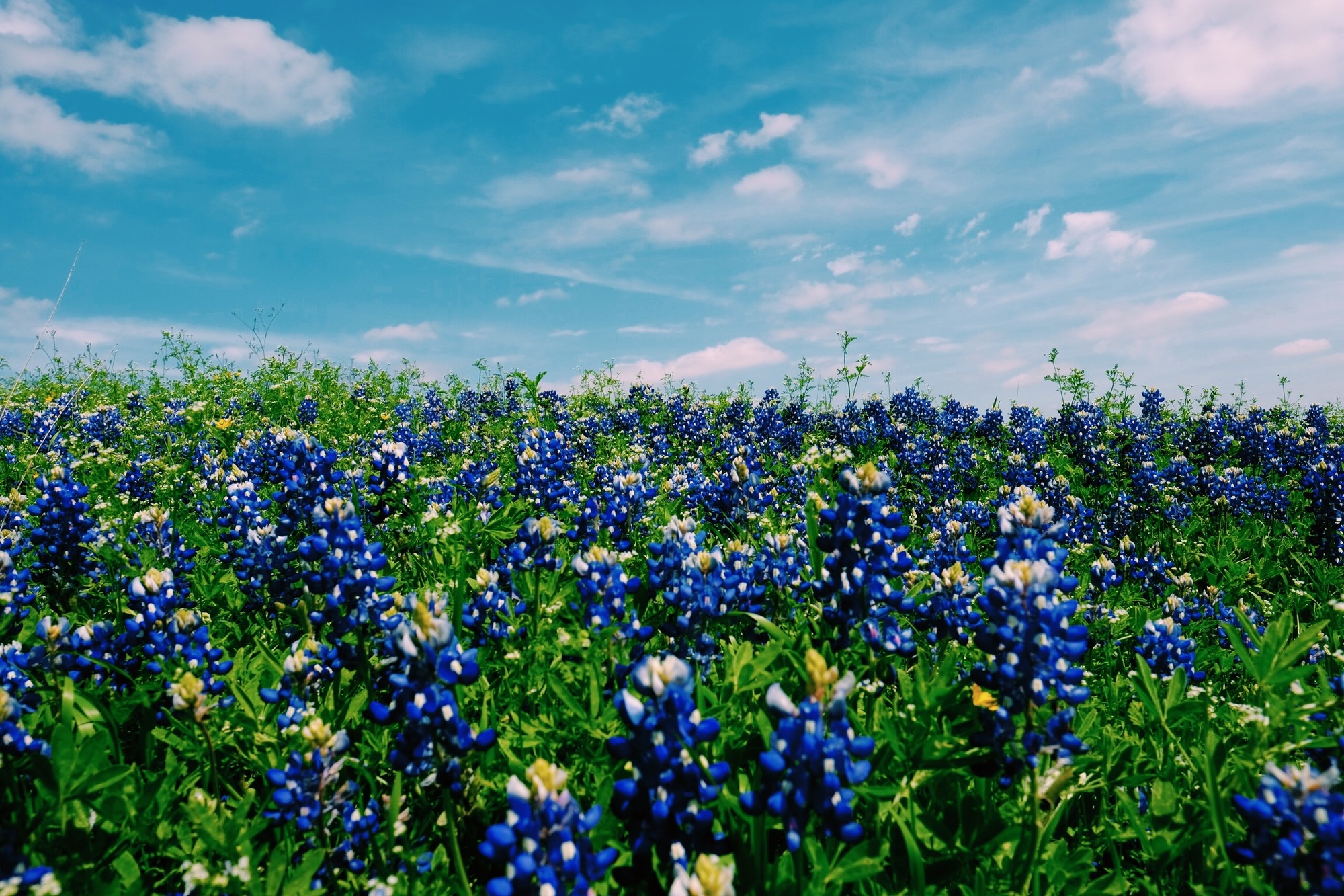 Wild Flowers Near Lake Travis