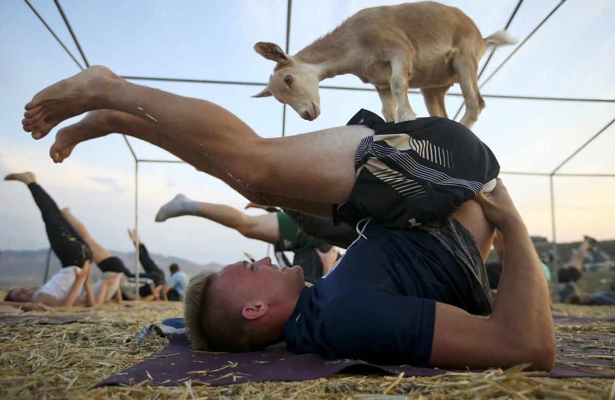 Man enjoying Goat Yoga