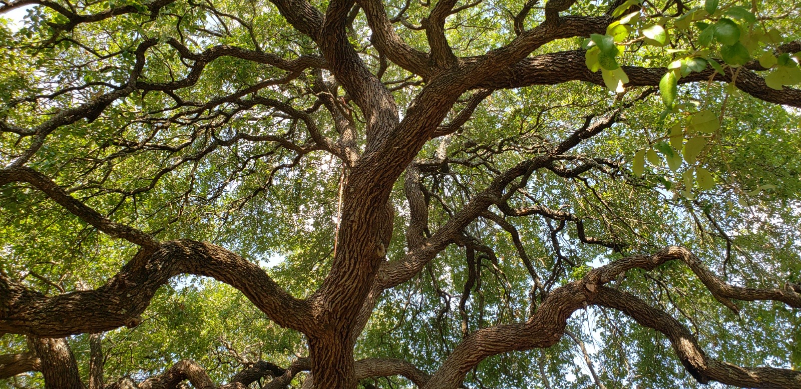 Beautiful tree with branches going in many directions