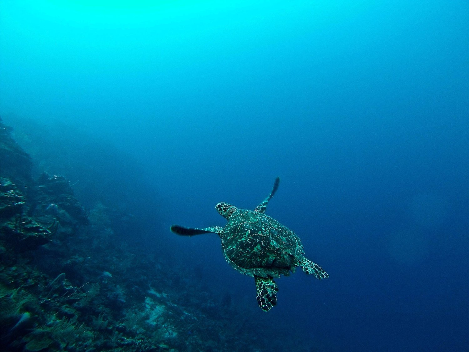 Sea Turtle swimming underwater in the ocean