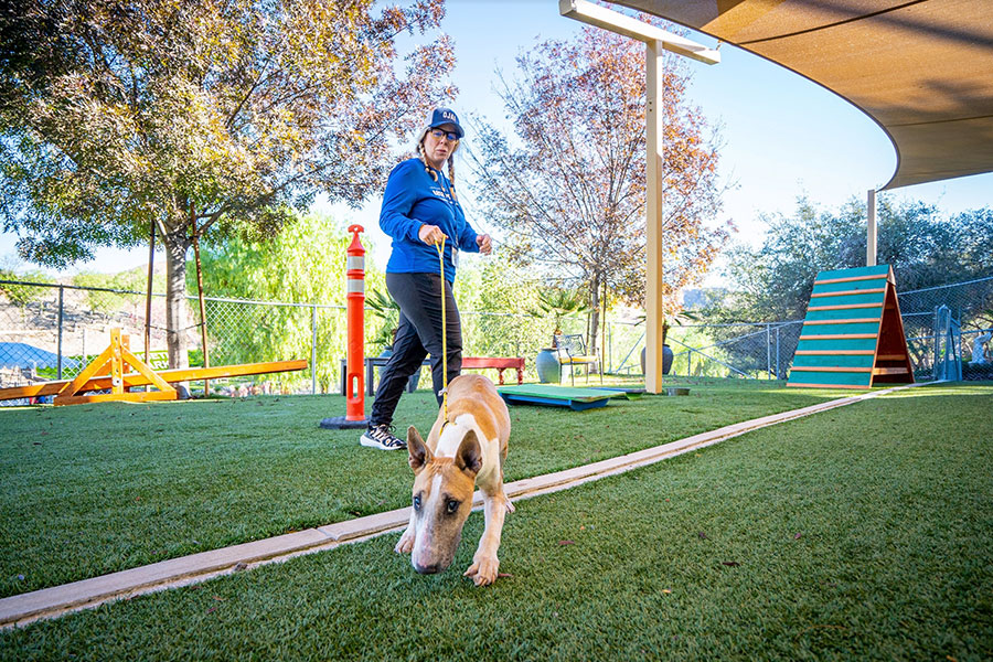 Woman leading dog at a dog park