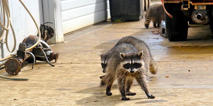 Raccoons walking around outsite a house