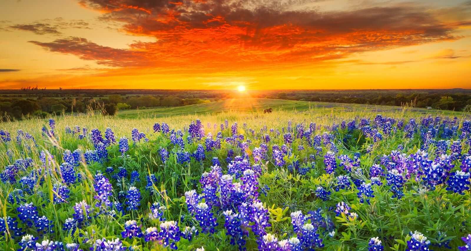 Wild Flowers in Texas